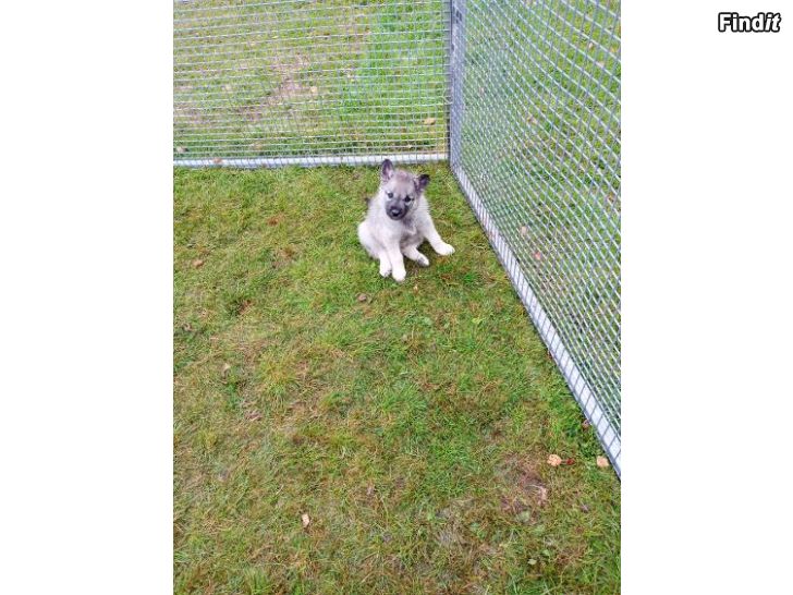 Myydään Harmaa norjanhirvikoiran pentuja