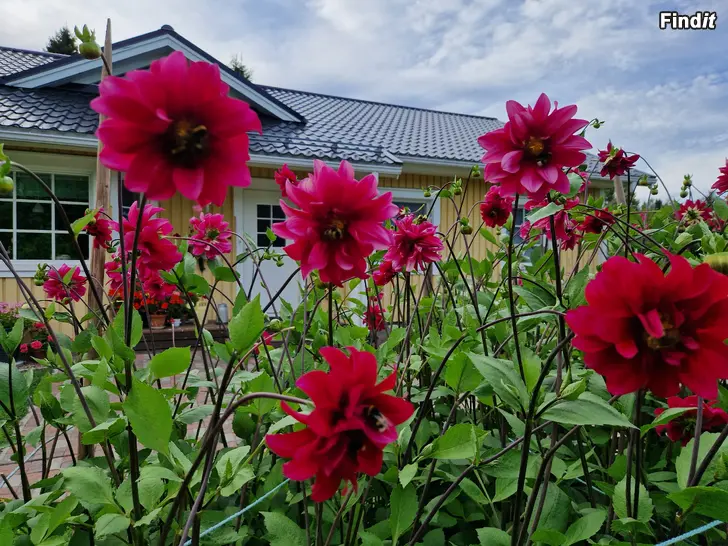Säljes Dahlia knölar säljes