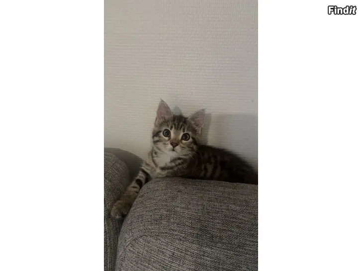 Säljes Kattungar säljes