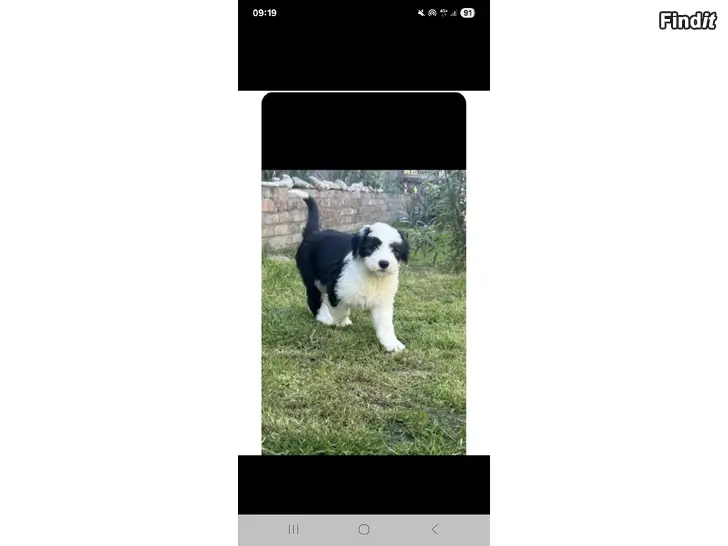 Säljes Underbar Old English Sheepdog hane