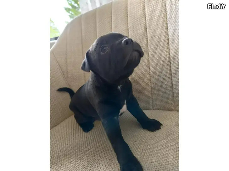 Myydään Staffordshirenbullterrierin pentuja