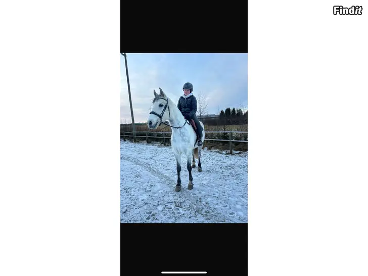 Säljes Projekthäst