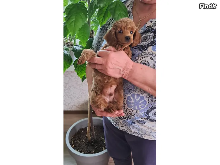 Myydään Toy villakoira