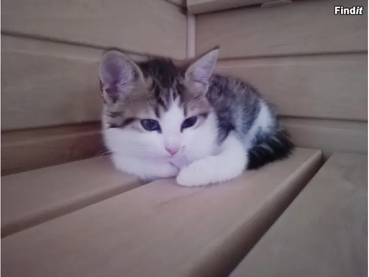 Myydään Kattungar