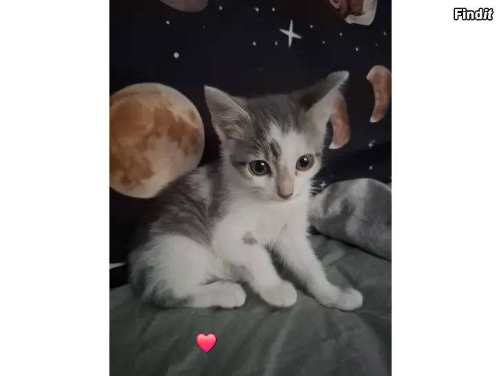 Myydään Kattungar