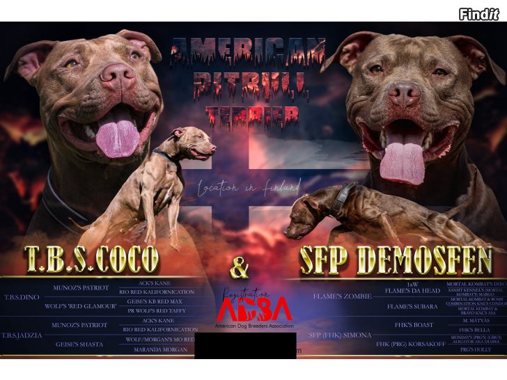 Myydään amerikanpitbullterrieri pentuja