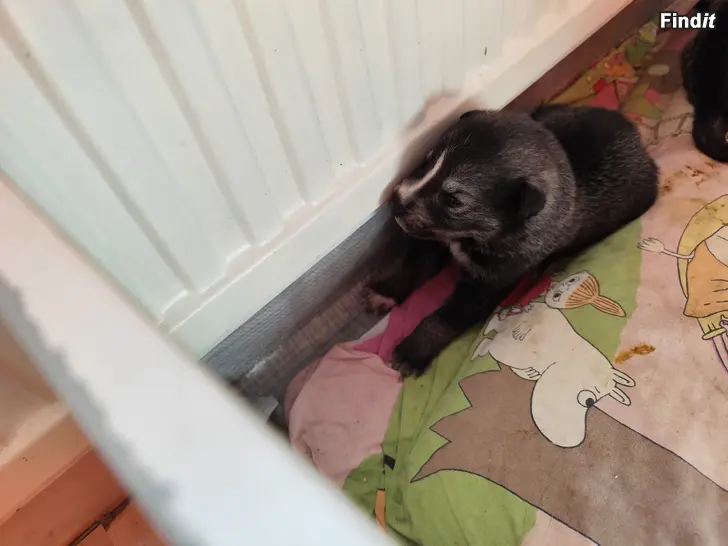 Säljes Blandras hundvalpar