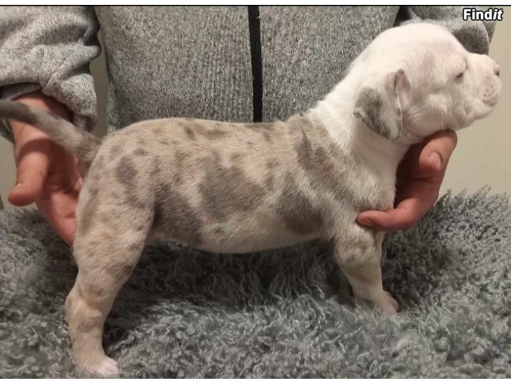Myydään American Bully pentuja