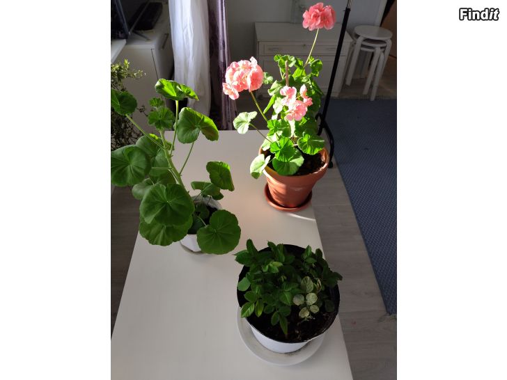 Säljes Blommor säljes