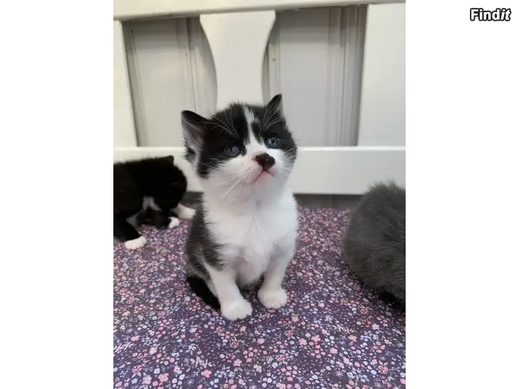 Säljes Kattungar säljes