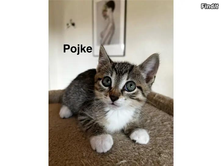 Säljes Kattungar