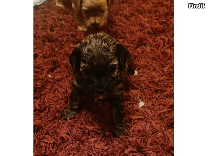 Myydään Cavapoo pentuja