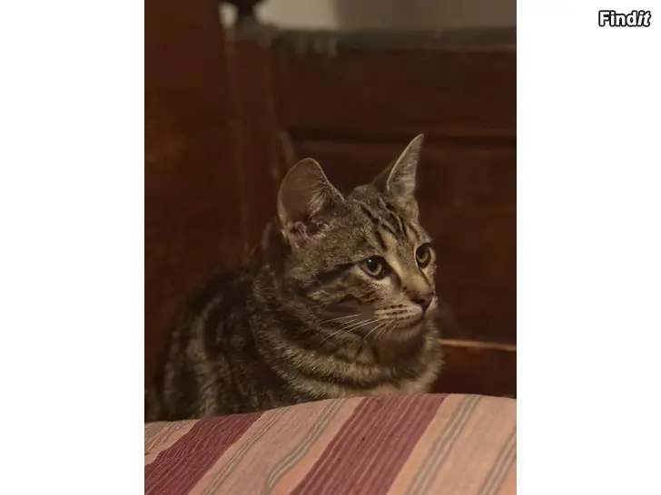 Säljes Kattunge