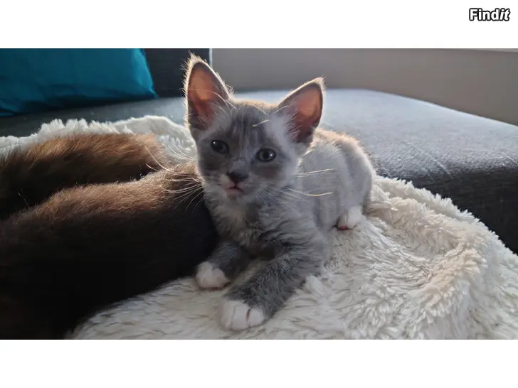 Säljes Kattunge hona