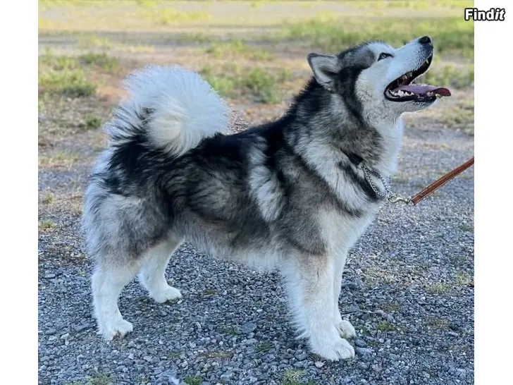 Myydään Alaskanmalamuutin pentuja