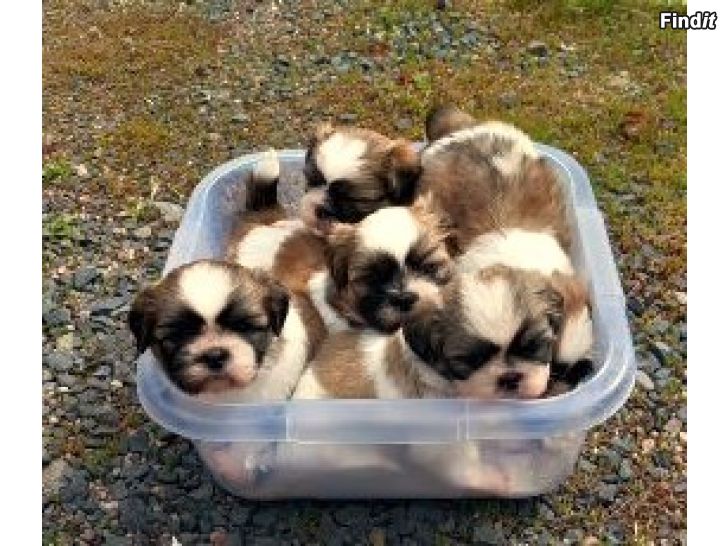 Myydään SHIH TZU pennut