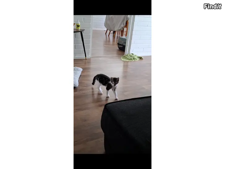Säljes Kattungar