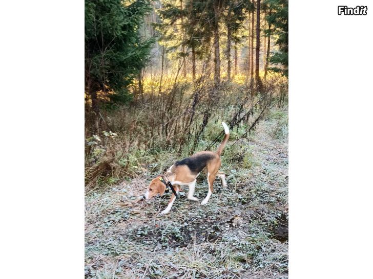 Myydään American Foxhound