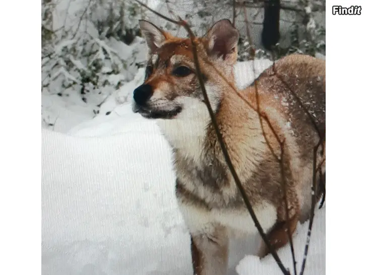 Myydään Koiranpentu