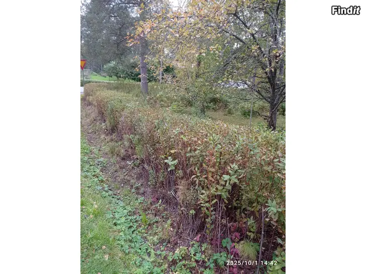 Annetaan Pajuangervon taimia