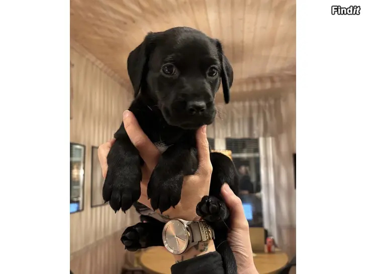 Säljes 2 st hundvalpar