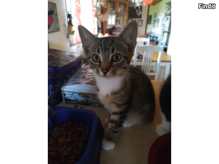Bortges Kattungar
