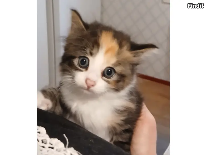Säljes Kattungar