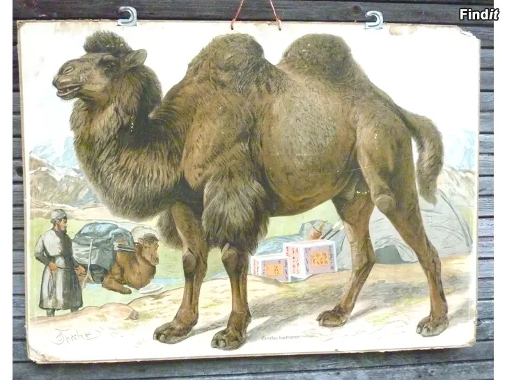 Myydään Opetustauluja huokeasti