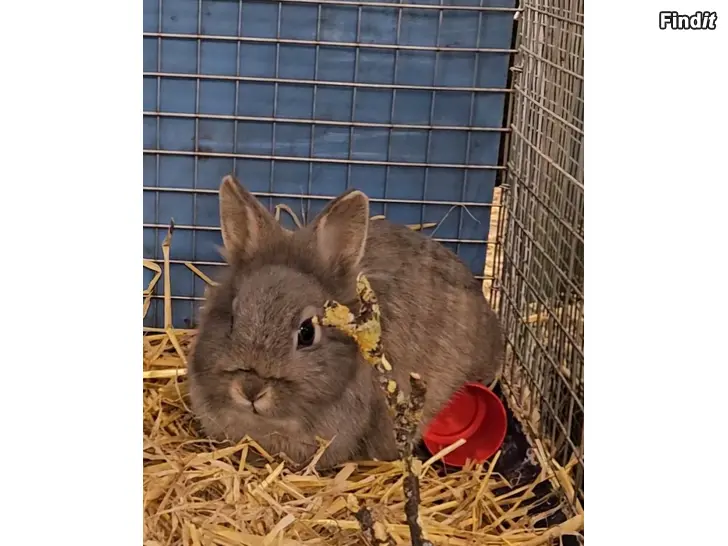Säljes Kanin mor och dotter