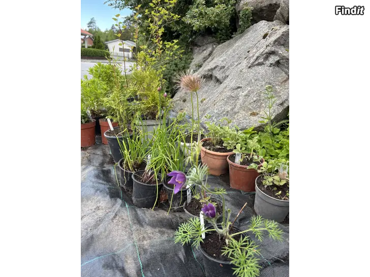 Myydään Plantloppis