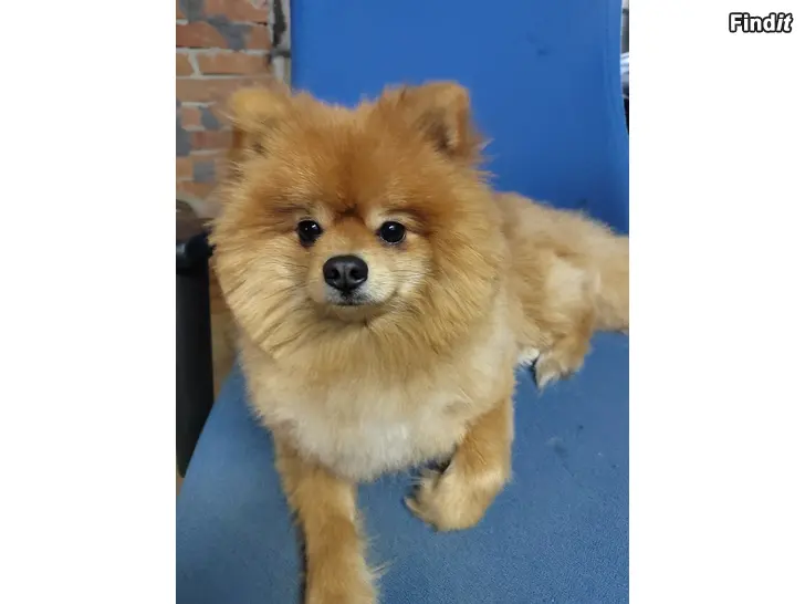 Säljes Hund