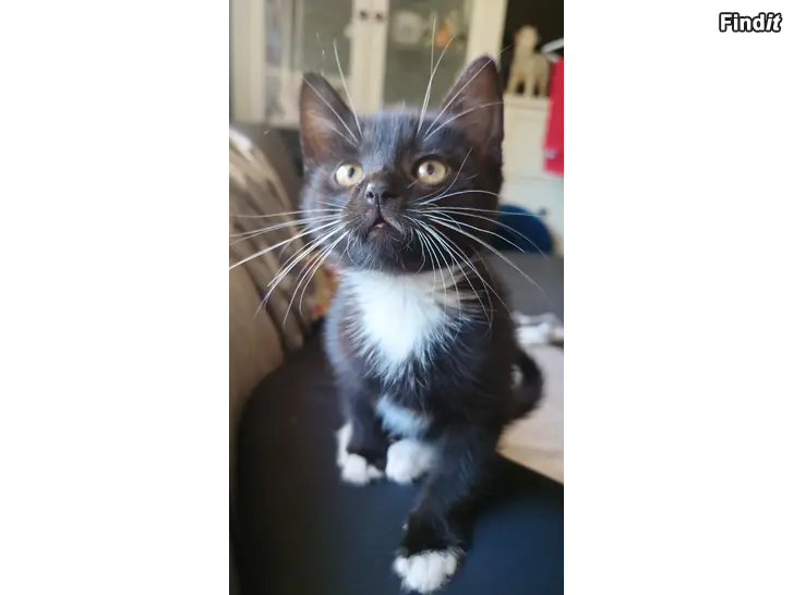 Säljes Kattunge hane