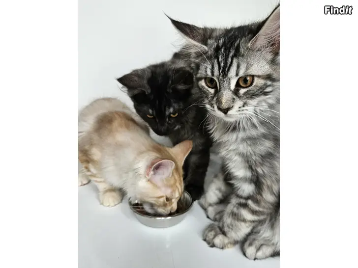 Säljes Maine Coon mix kattungar