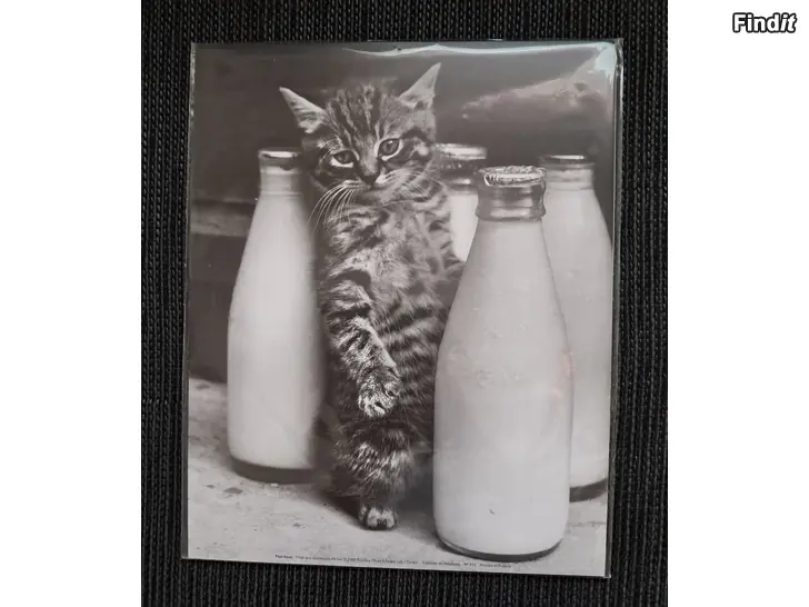 Myydään Juliste Kissa ja maitopullot