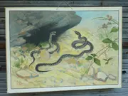 Annonsbild