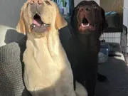 Annonsbild