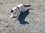 Annonsbild