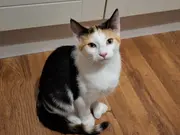 Annonsbild