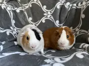 Annonsbild
