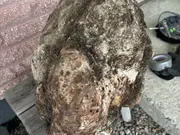 Annonsbild