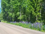Annonsbild