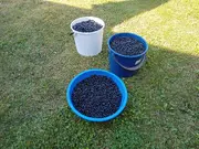 Annonsbild