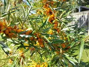 Annonsbild