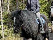 Annonsbild