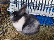 Annonsbild