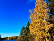 Annonsbild