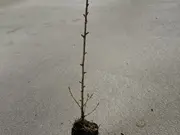 Annonsbild