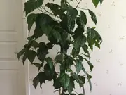 Annonsbild