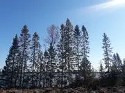 Annonsbild