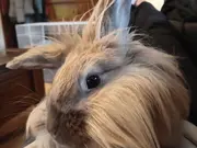 Annonsbild